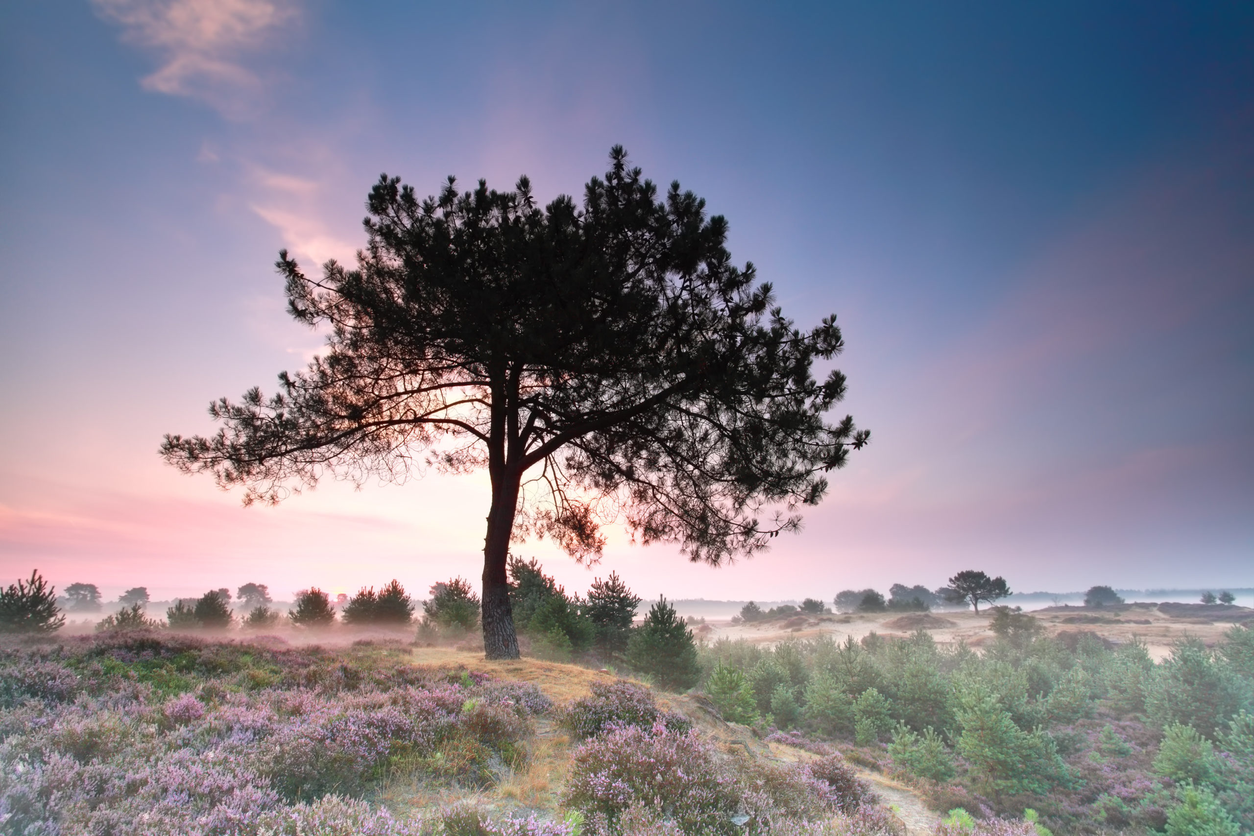pine tree on hill with flowering heather at sunrise